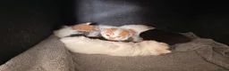 Mixed Breed cats for sale: 5 gorgeous playful little ones  - Advert 3