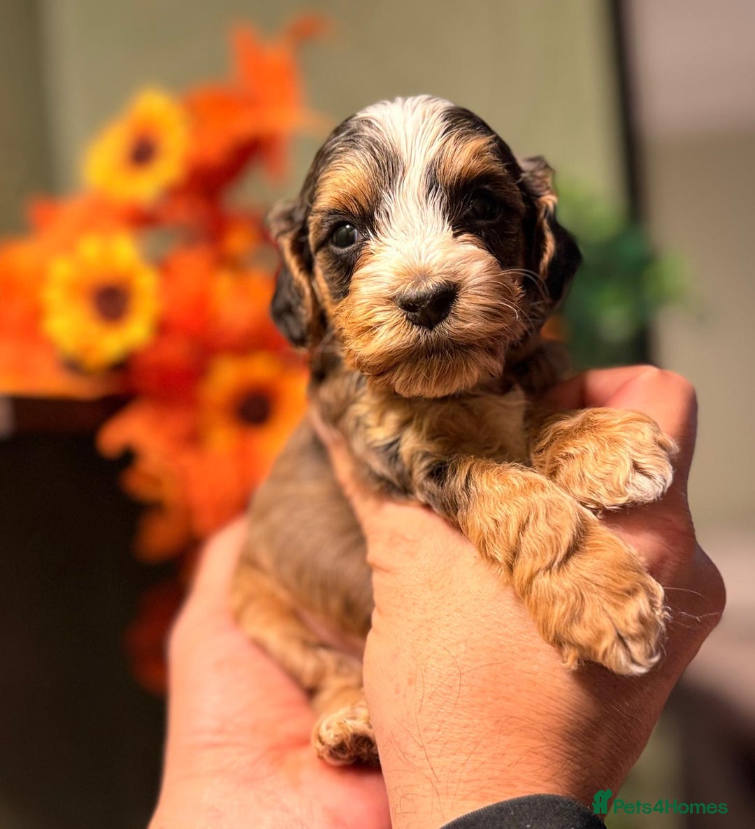 Cockapoo dogs for sale: 🪷Cockapoo Pups Quality,Charming,Gentle Hearts🪷 - Advert 3