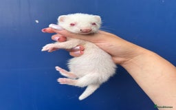 Ferret rodents for sale: Albino ferret kits  - Image 10