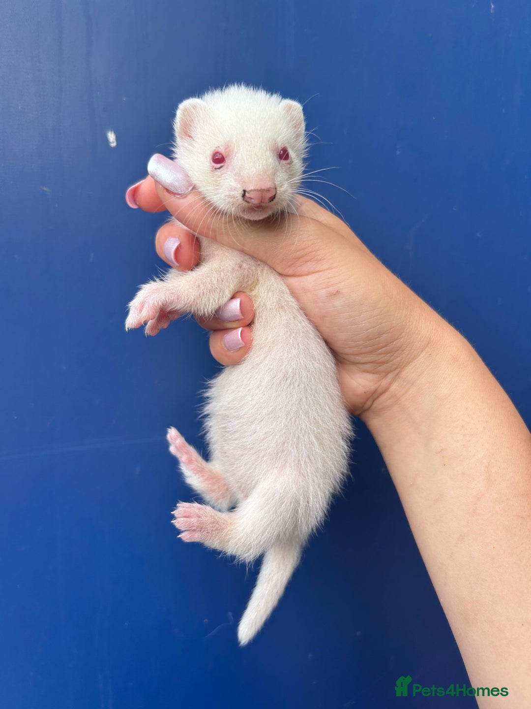 Ferret rodents for sale: Albino ferret kits  - Image 10