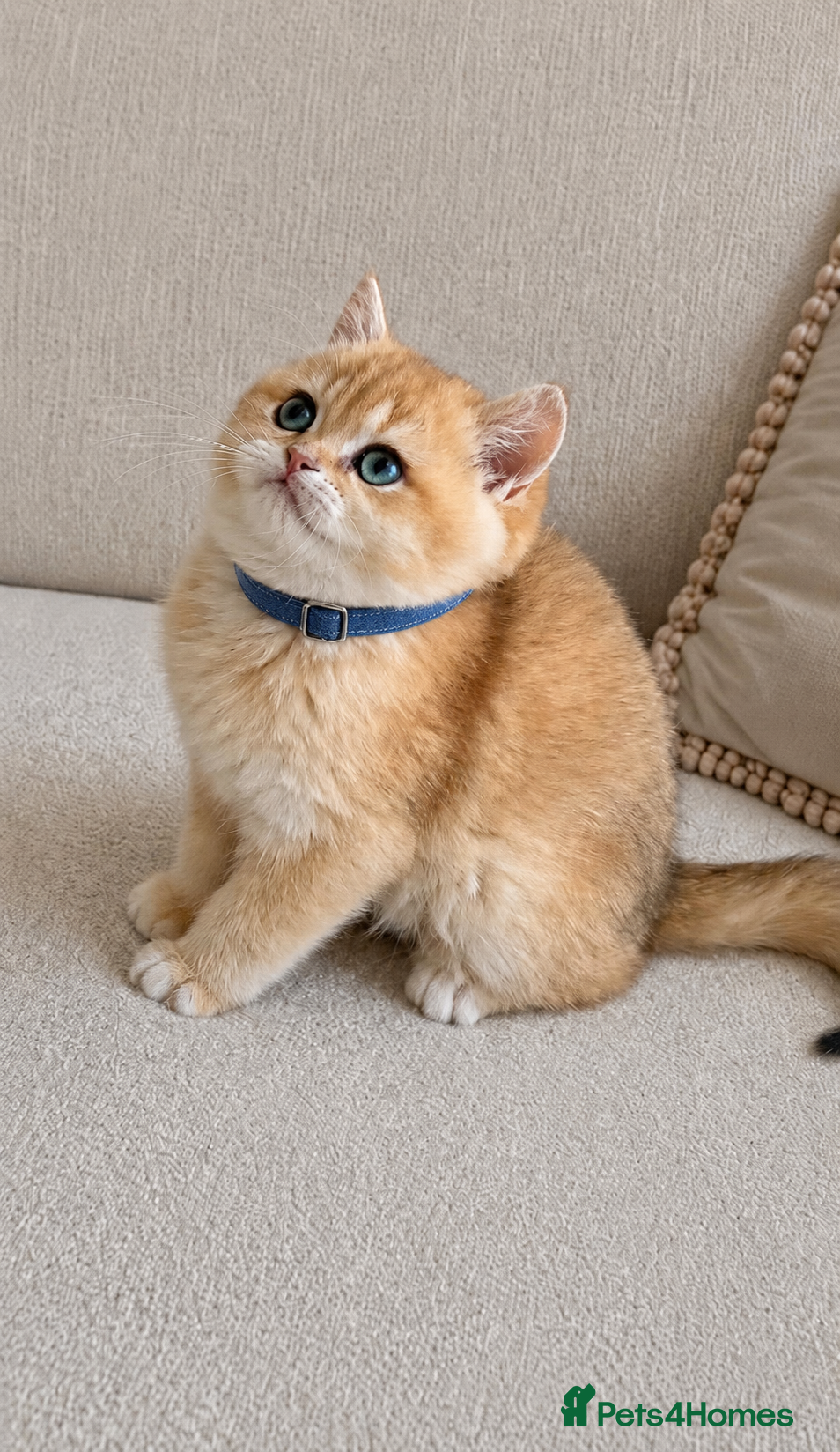 British Shorthair cats 🏆Tica registered ny12 British Shorthair Boys🏆 - Advert 18