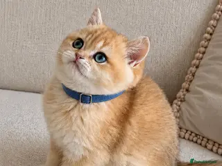 British Shorthair cats 🏆Tica registered ny12 British Shorthair Boys🏆 - Advert 18