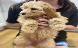Aussiedoodle dogs for sale: Last Boy AussieDoodle Fully Vaccinated/Vet checked - Image 6