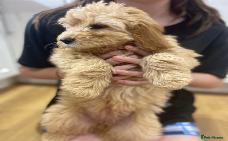 Aussiedoodle dogs - Advert 7