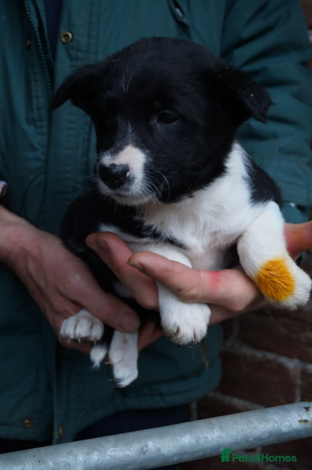 Border Collie dogs for sale: Lovely border collie pup's for sale - Advert 6