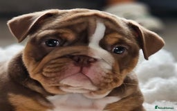 English Bulldog dogs for sale: Stunning KC Registered English Bulldog Bitch  - Image 1