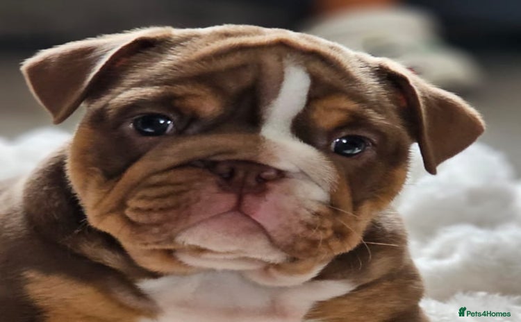 English Bulldog dogs - Advert 1