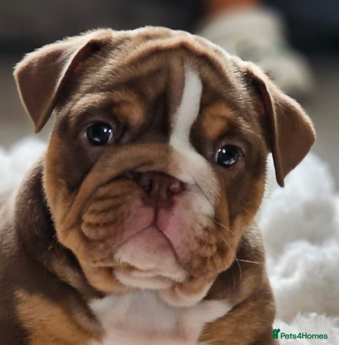 English Bulldog dogs for sale: Stunning KC Registered English Bulldog Bitch  - Image 1