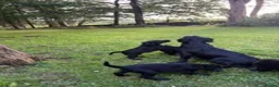 Flat coated Retriever dogs for sale: Dual Purpose Flatcoated retriever Puppies in Lockerbie - Advert 4