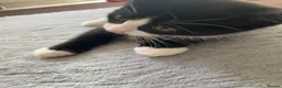 Mixed Breed cats for sale: Two beautiful black & white female kittens - Advert 31