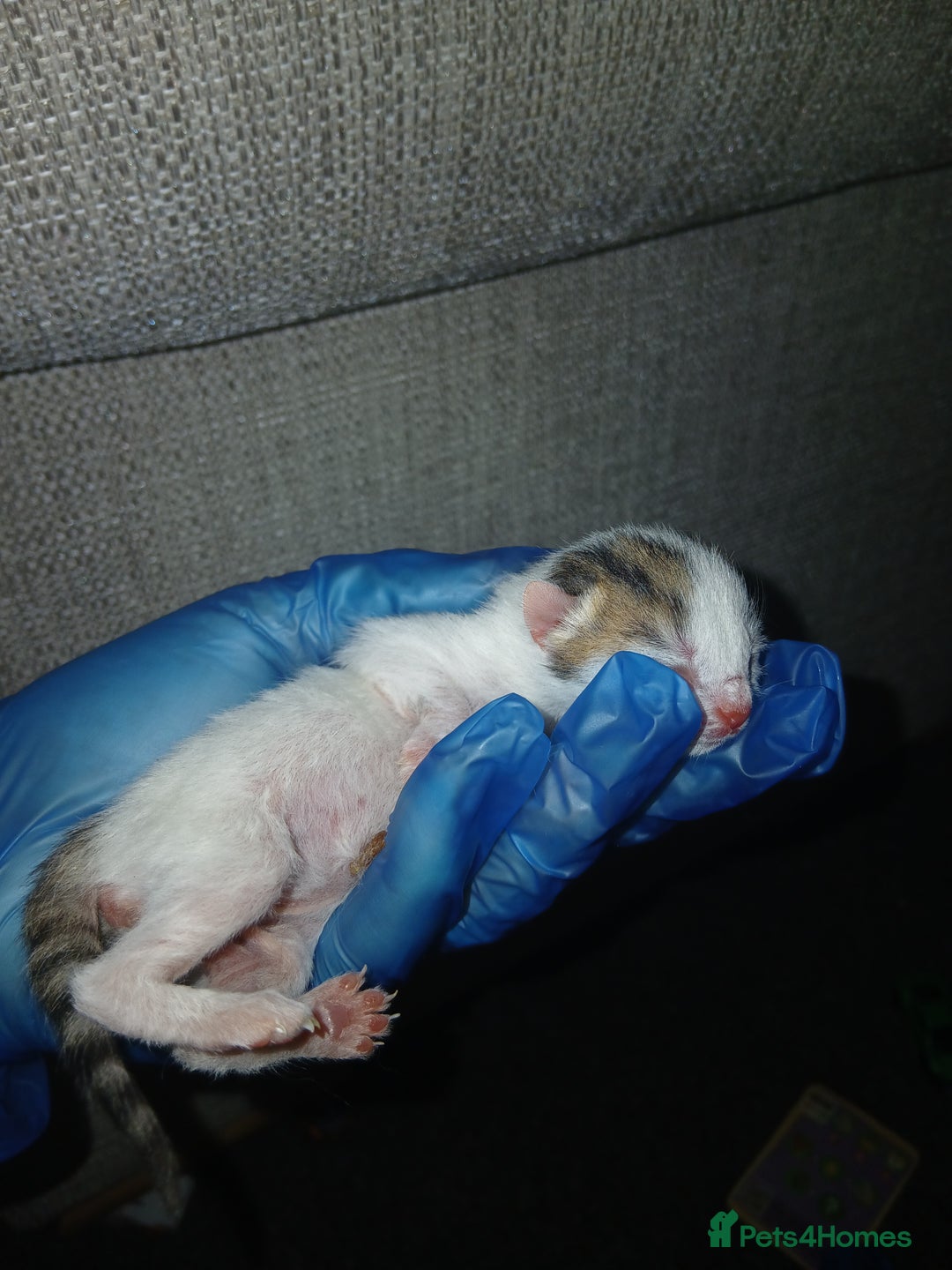 Mixed Breed cats for sale: Kittens  - Advert 4