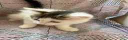Mixed Breed cats for sale: 4 mixed breed babies - Advert 9