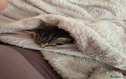 Mixed Breed cats for sale: Mixed kitten - Image 4