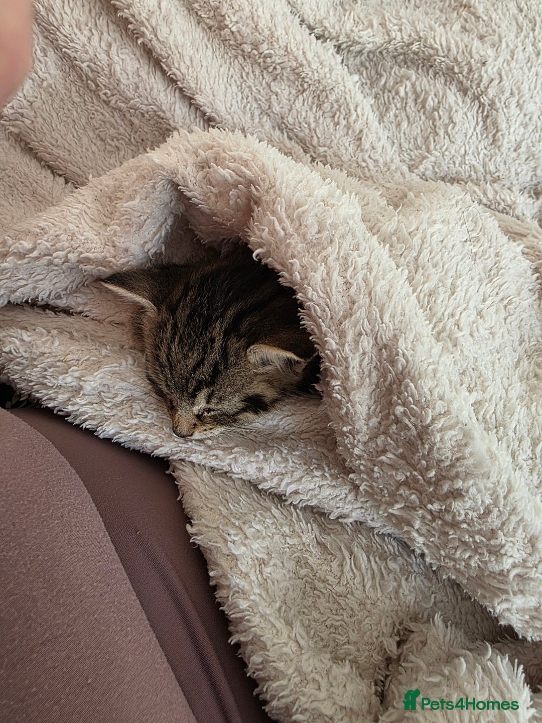 Mixed Breed cats for sale: Mixed kitten - Image 4