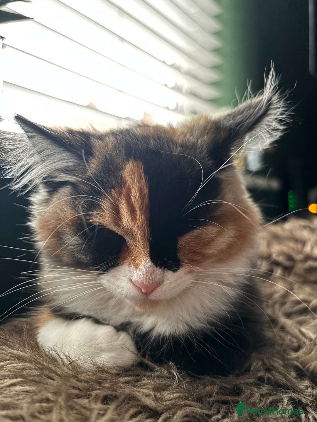 British Longhair cats for sale: 4 month old kittens - Image 1