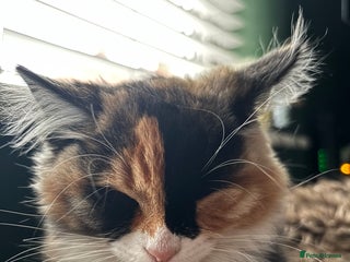 British Longhair cats - Advert 6