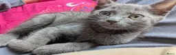 Maine Coon cats for sale: Maine coon kittens ready for new homes  in Carlisle - Advert 11