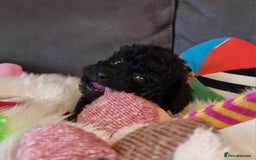 Cockapoo dogs for sale: Best Friend Sofa Companions 🥰 Fully vaccinated  - Image 37