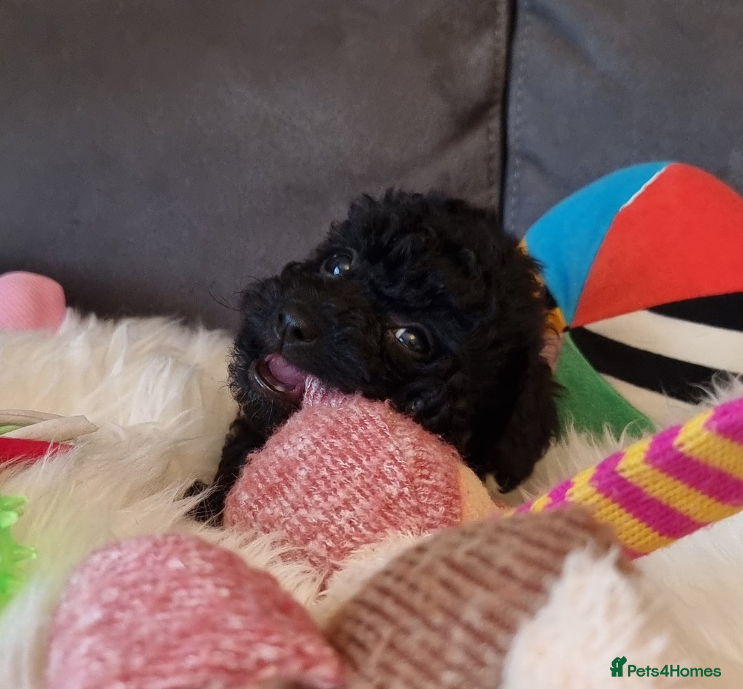 Cockapoo dogs for sale: Best Friend Sofa Companions 🥰 Fully vaccinated  - Image 37
