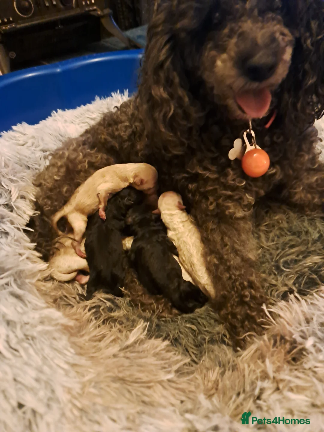 Toy Poodle dogs for sale: KC REG MIXED  LITTER TOY POODLES 1500 - Advert 2