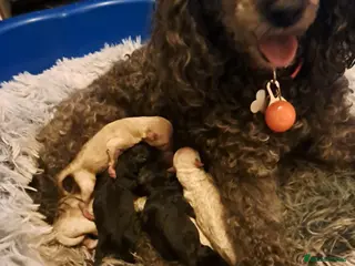 Toy Poodle dogs KC REG MIXED LITTER TOY POODLES 1500 - Advert 13