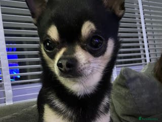 Chihuahua dogs Chihuahua Available for Stud - Advert 11