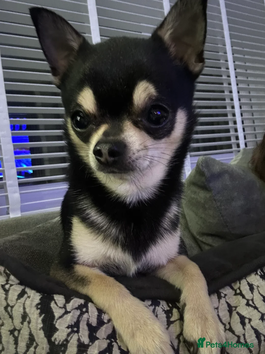 Chihuahua dogs for stud: Chihuahua Available for Stud - Advert 1