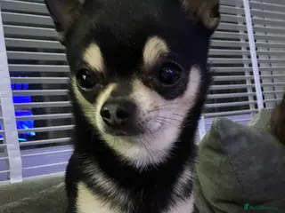 Chihuahua dogs Chihuahua Available for Stud - Advert 2