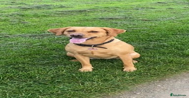 Labrador Retriever dogs - Advert 9
