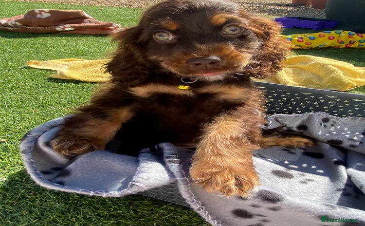 Cockapoo dogs - Advert 2