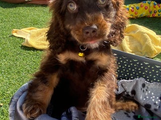 Cockapoo dogs - Advert 2