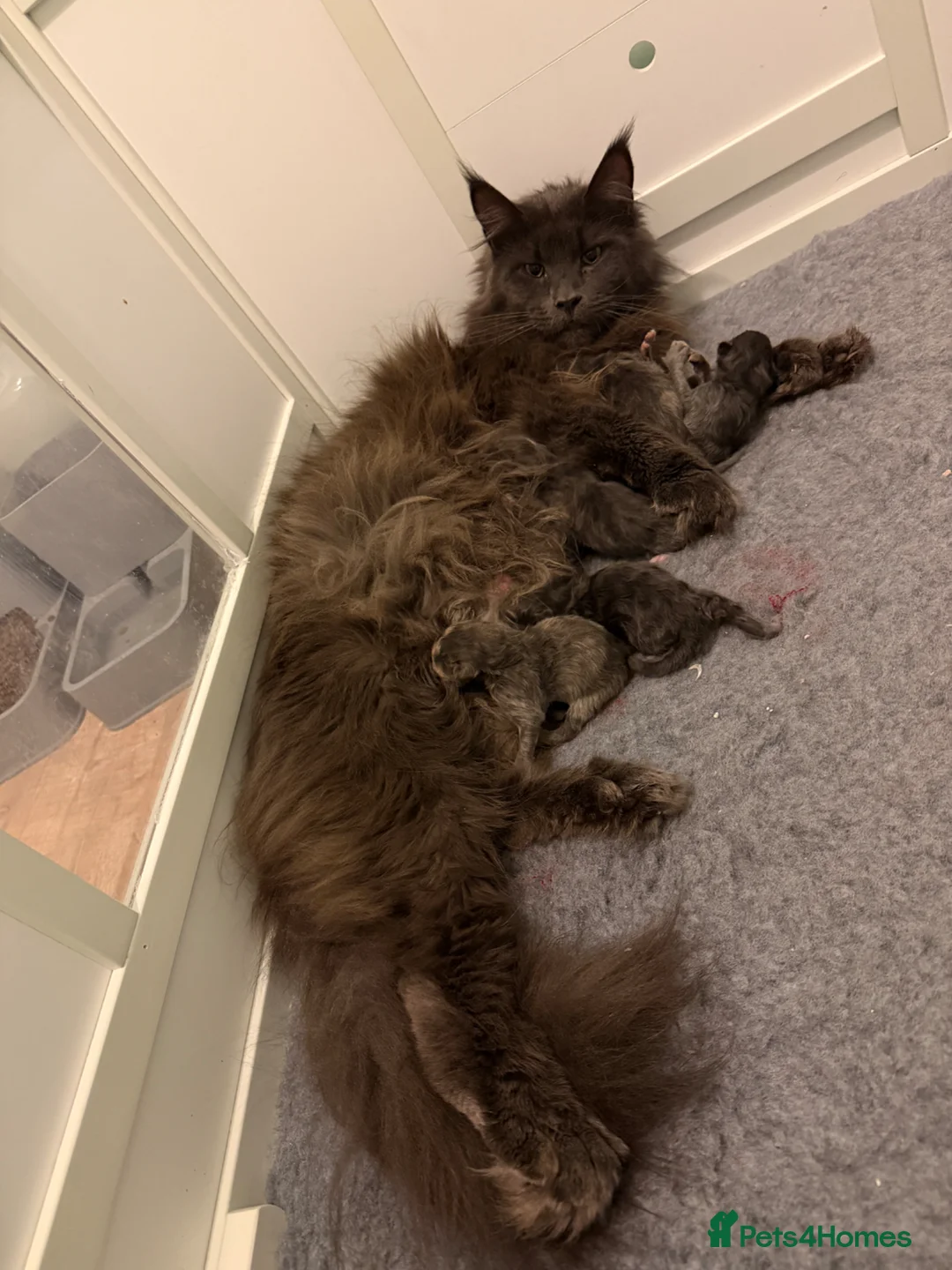 Maine Coon cats for sale: POLYDACTYL+BLUE EYED XL MAINE COONS in Birmingham - Advert 2