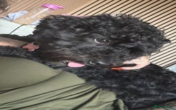 Cockapoo dogs for sale: Looking to rehome my beautiful cockapoo - Image 1