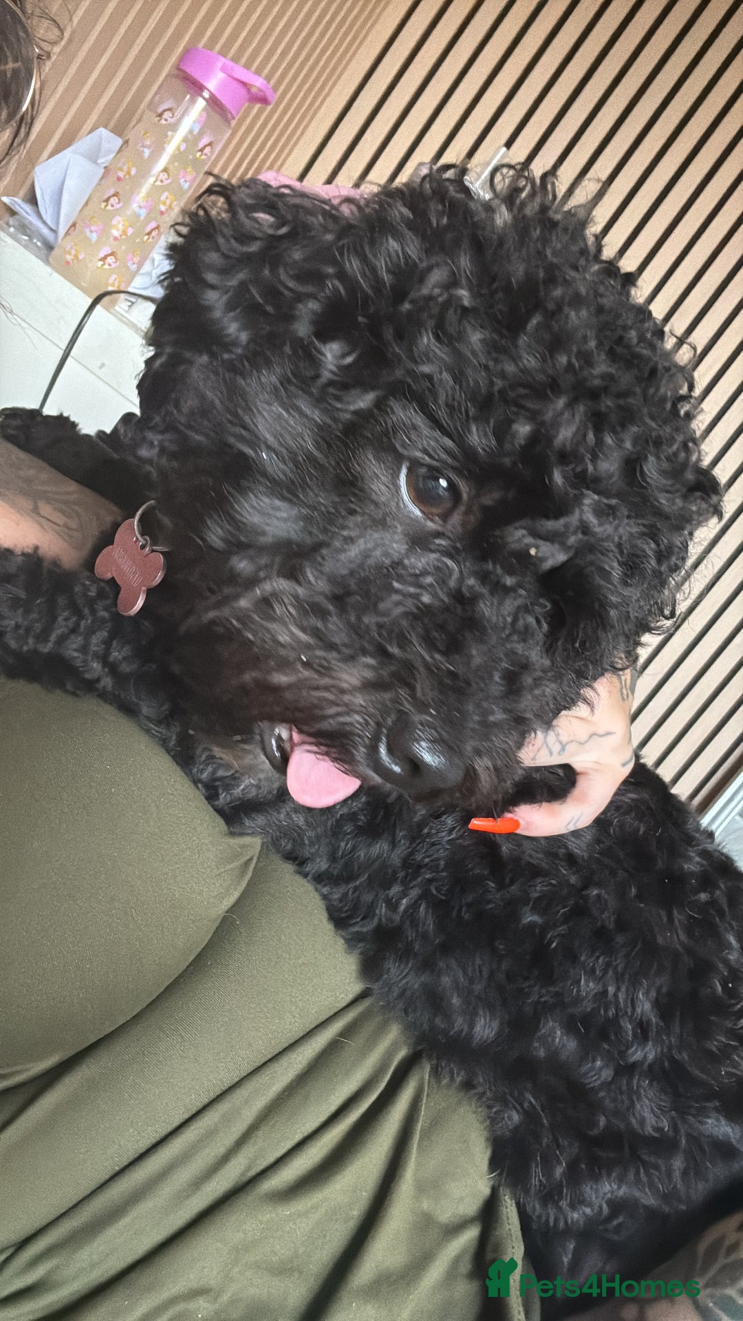 Cockapoo dogs for sale: Looking to rehome my beautiful cockapoo - Image 1