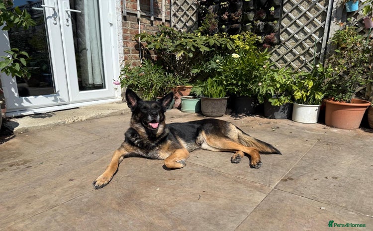 German Shepherd dogs - Advert 2