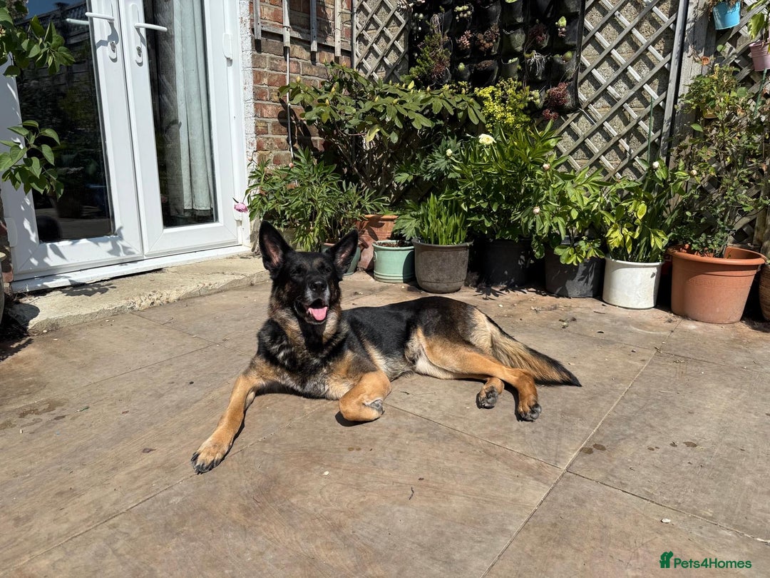 German Shepherd dogs for sale: 8 year old GSD bitch looking for a new home.  - Image 1