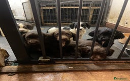 Sprocker dogs for sale: Working chocolate Sprocker puppies  - Image 7