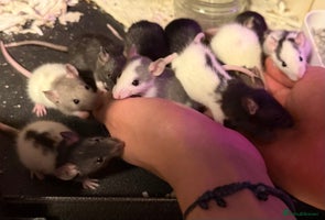 Rat rodents Baby Female Fancy Rats for Re-homing 🐀 - Advert 1