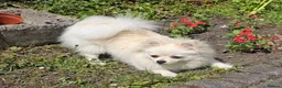 Pomeranian dogs for sale:  7m Female Pomeranian Looking for a Loving Home - Advert 2