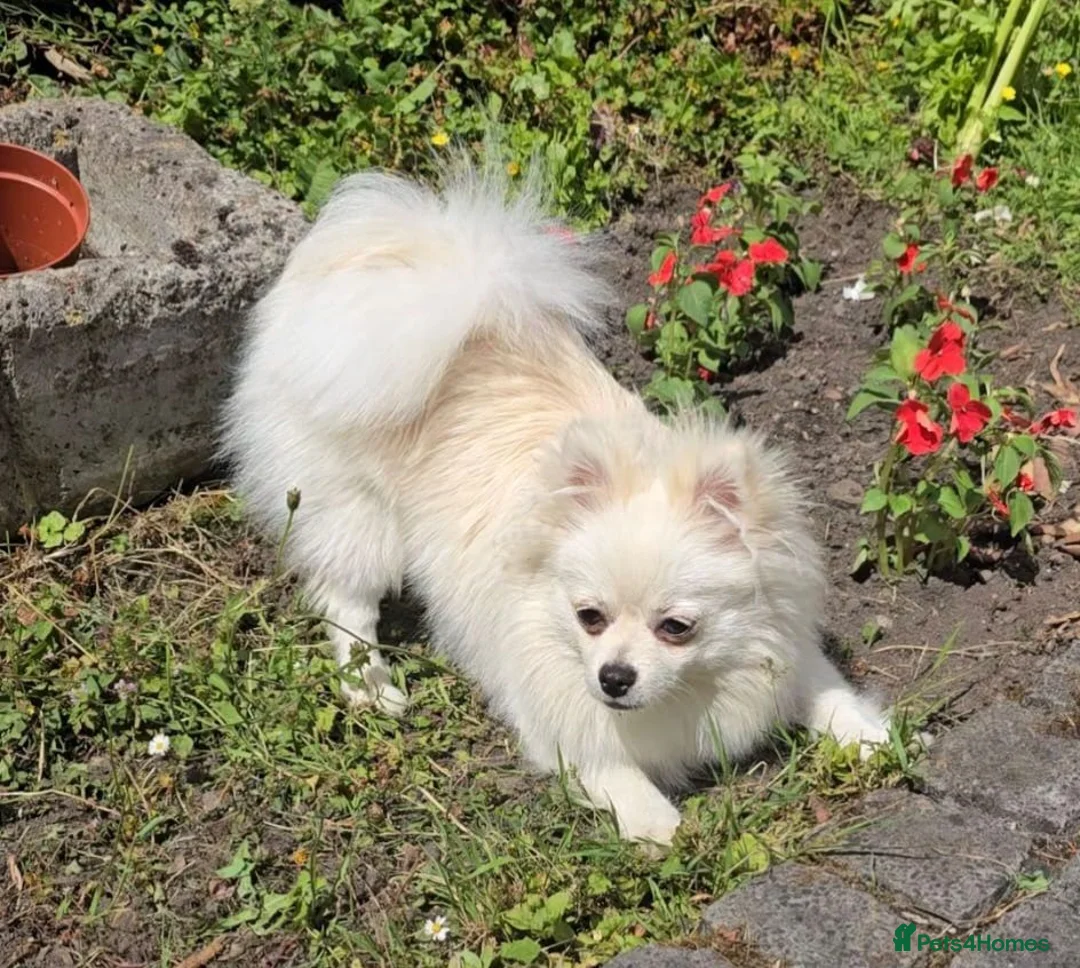 Pomeranian dogs for sale:  7m Female Pomeranian Looking for a Loving Home - Advert 2
