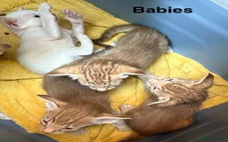Oriental cats for sale: GCCF Oriental - Image 2