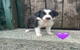 Border Collie dogs for sale: Border Collie Puppies  - Image 1