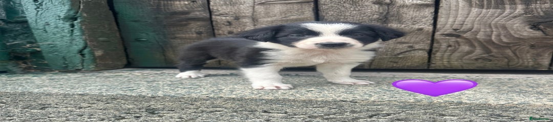Border Collie Puppy 6