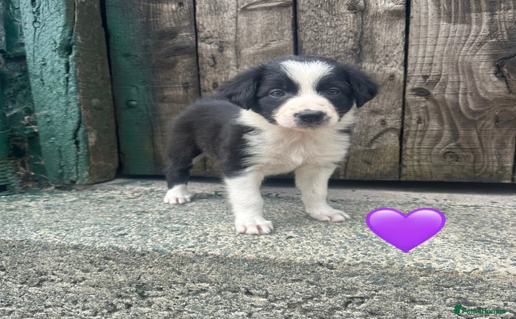 Border Collie dogs - Advert 12