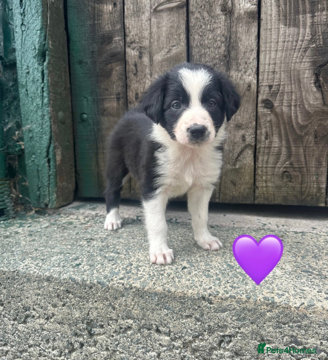 Border Collie dogs for sale: Border Collie Puppies  - Image 1