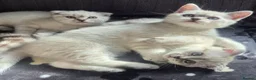 Scottish Fold cats for sale: Scottish Fold &Scottish Straight - Advert 2