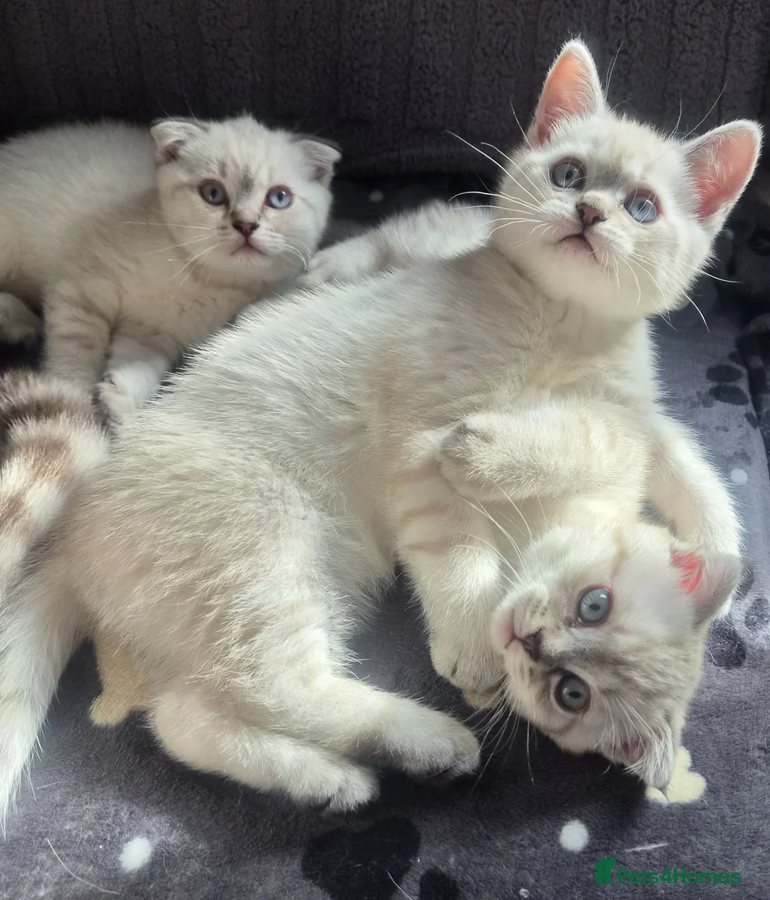 Scottish Fold cats for sale: Scottish Fold &Scottish Straight - Advert 2