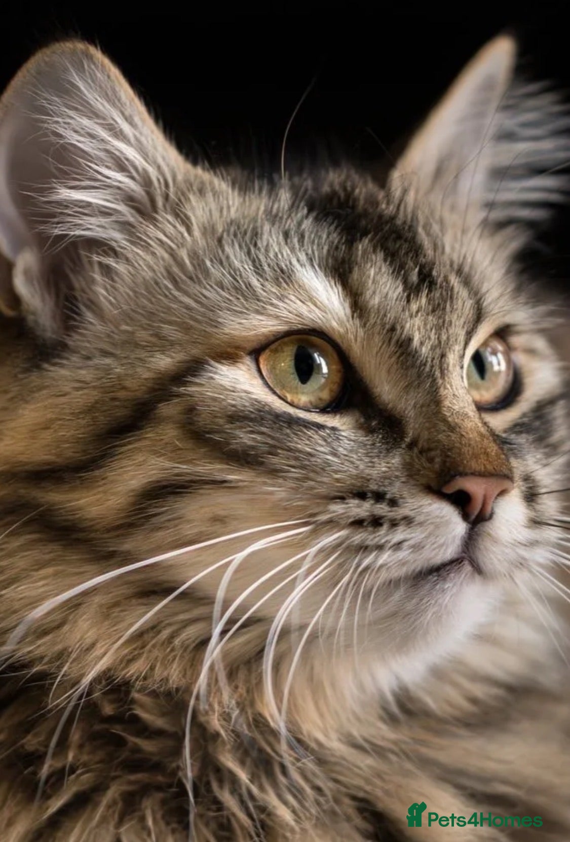 Siberian cats Loyal Siberian looking for their new family - Advert 18
