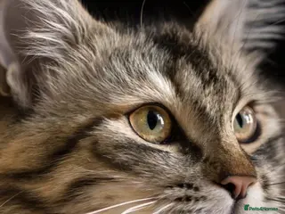 Siberian cats Loyal Siberian looking for their new family - Advert 18