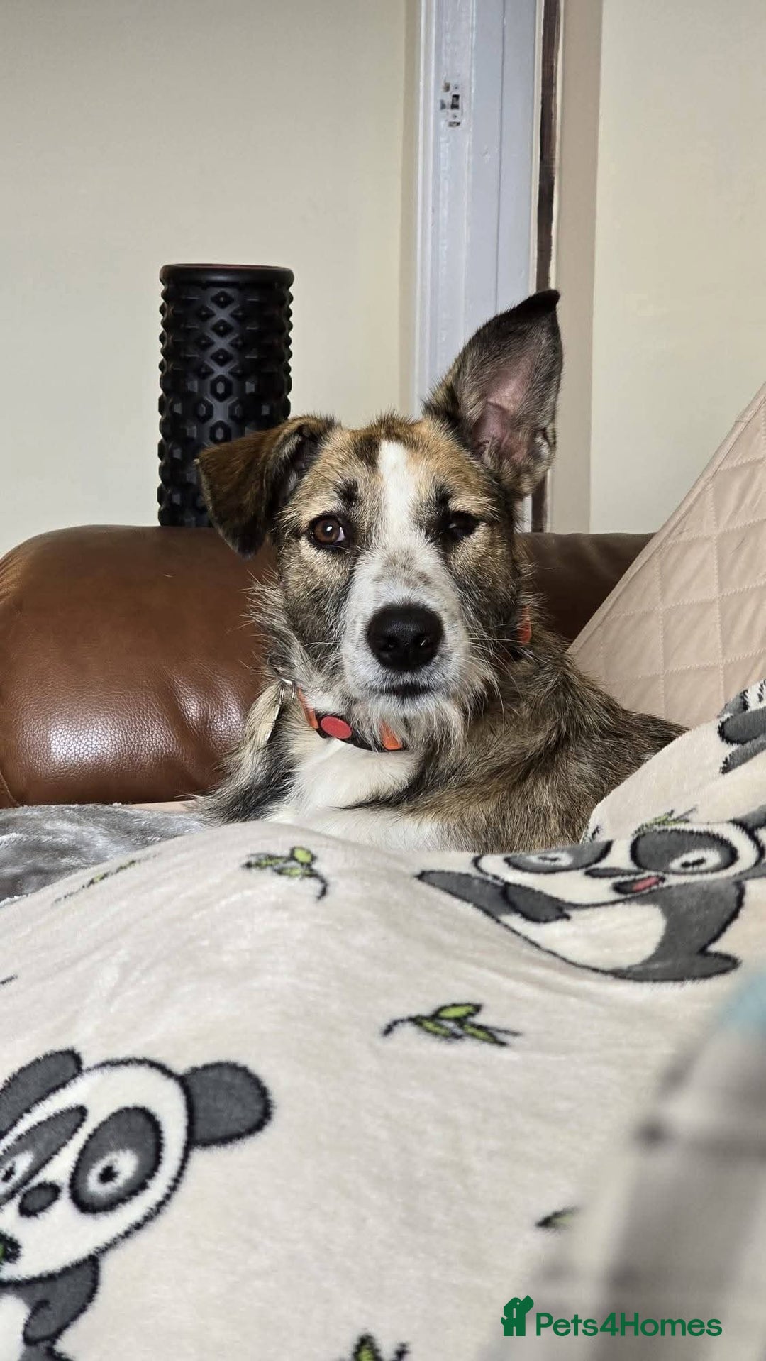 Mixed Breed dogs for adoption: Meet Winnie, currently residing in Wirral - Advert 4